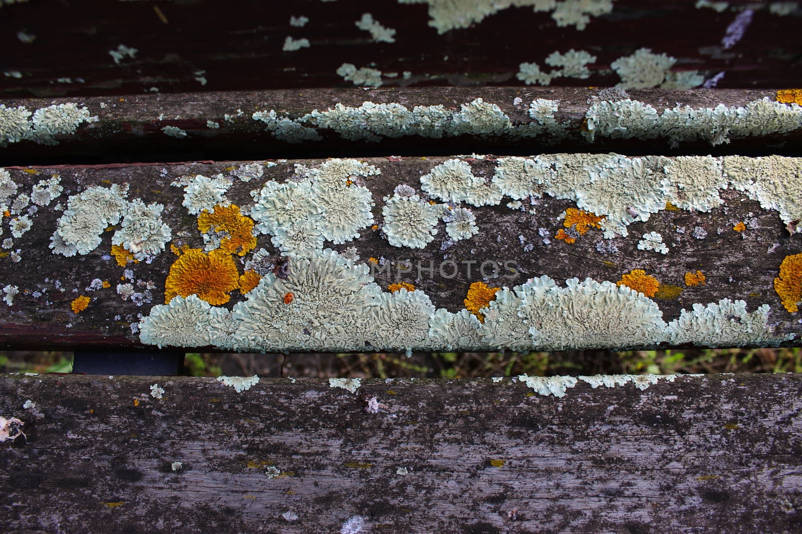 Yellow and white mold on the wooden bench. by mahirrov
