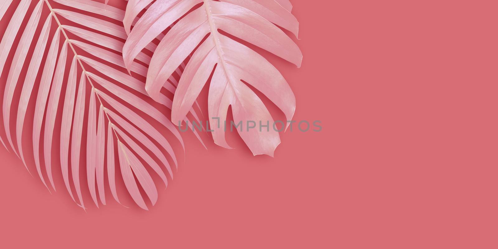 Tropical leaves banner background with copy space Minimal summer by Myimagine