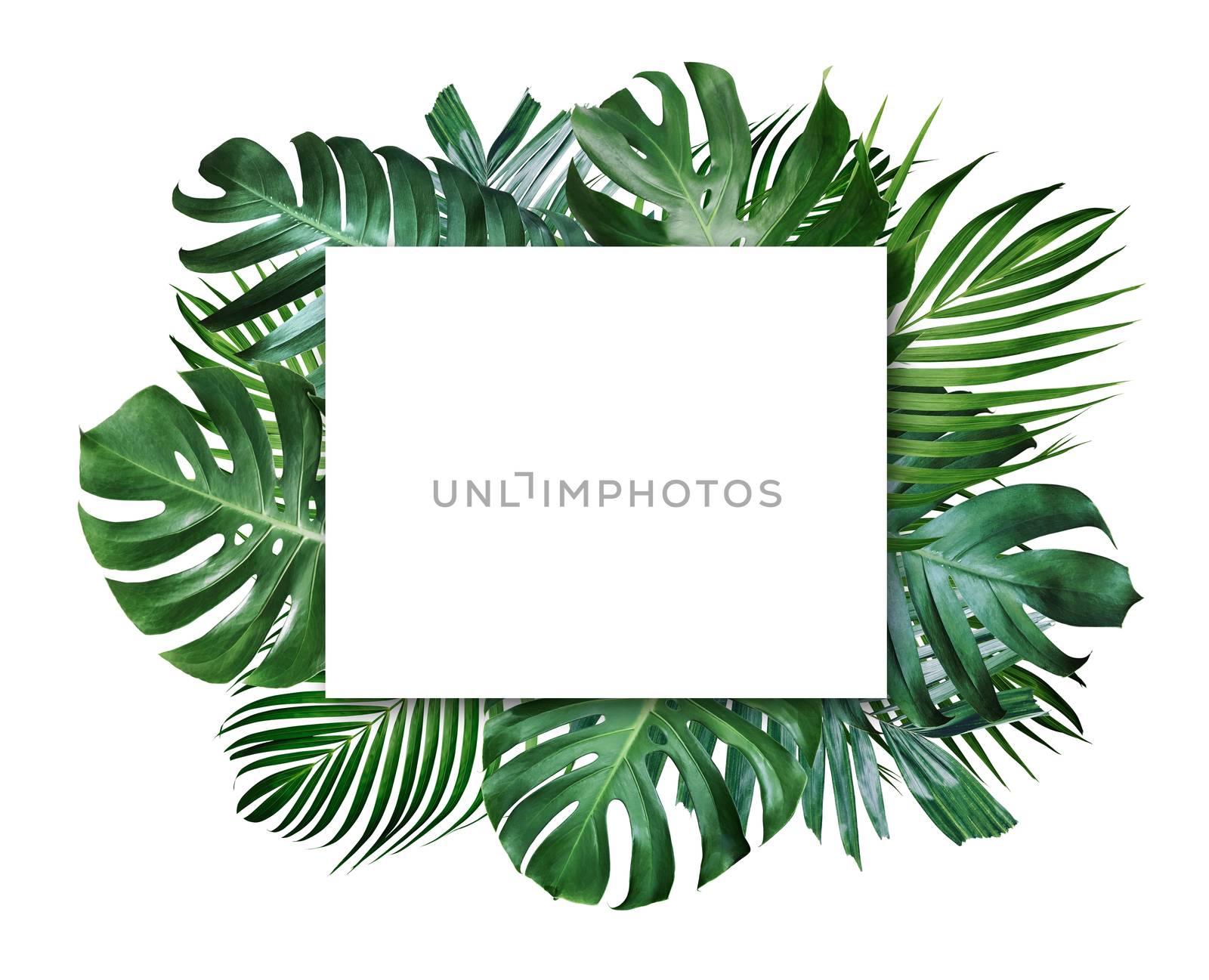 Summer tropical leaves and blank frame with copy space on white background