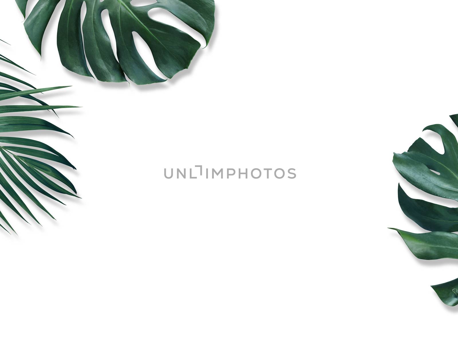 Tropical leaves on white background design of Monstera and Yellow palm with copy space