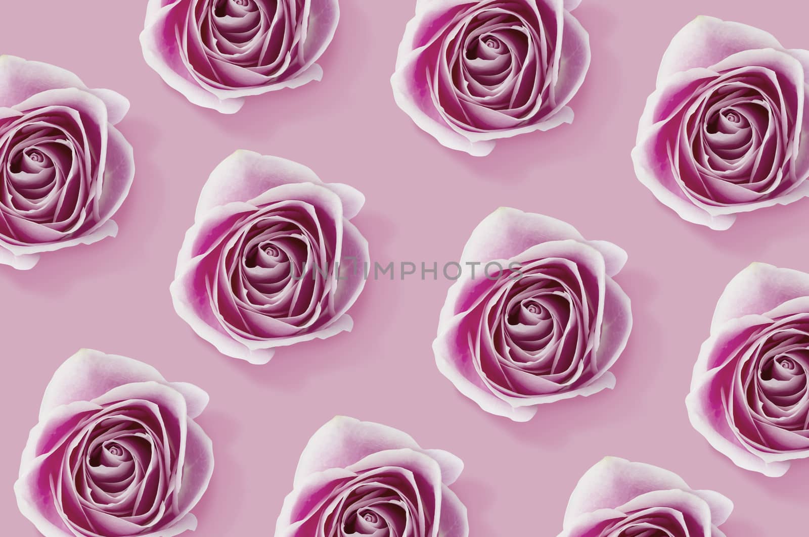 Pink Rose flowers pattern on pink background