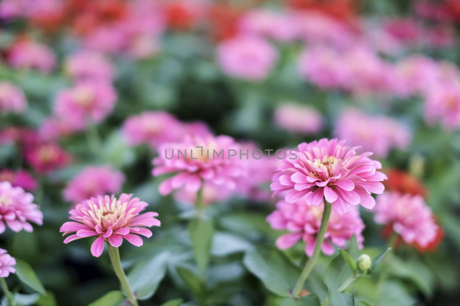 Zinnia flowers in the garden