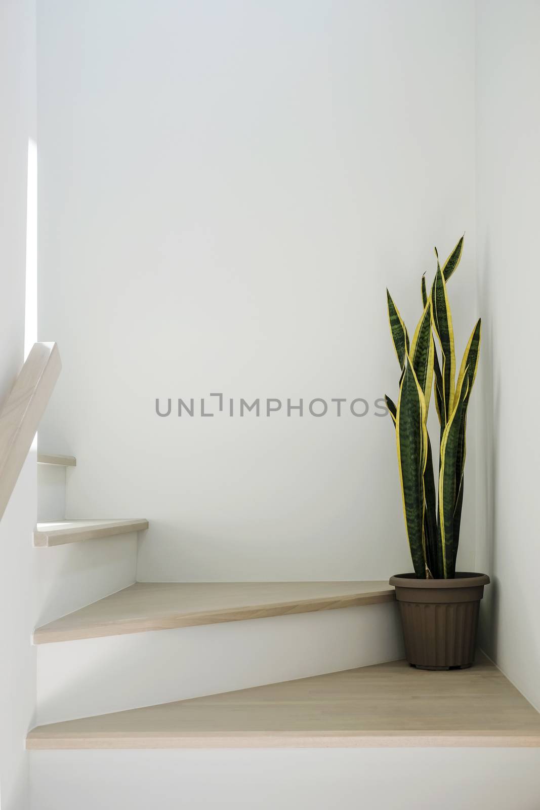 Sansevieria or snake plant at staircase in home by Myimagine
