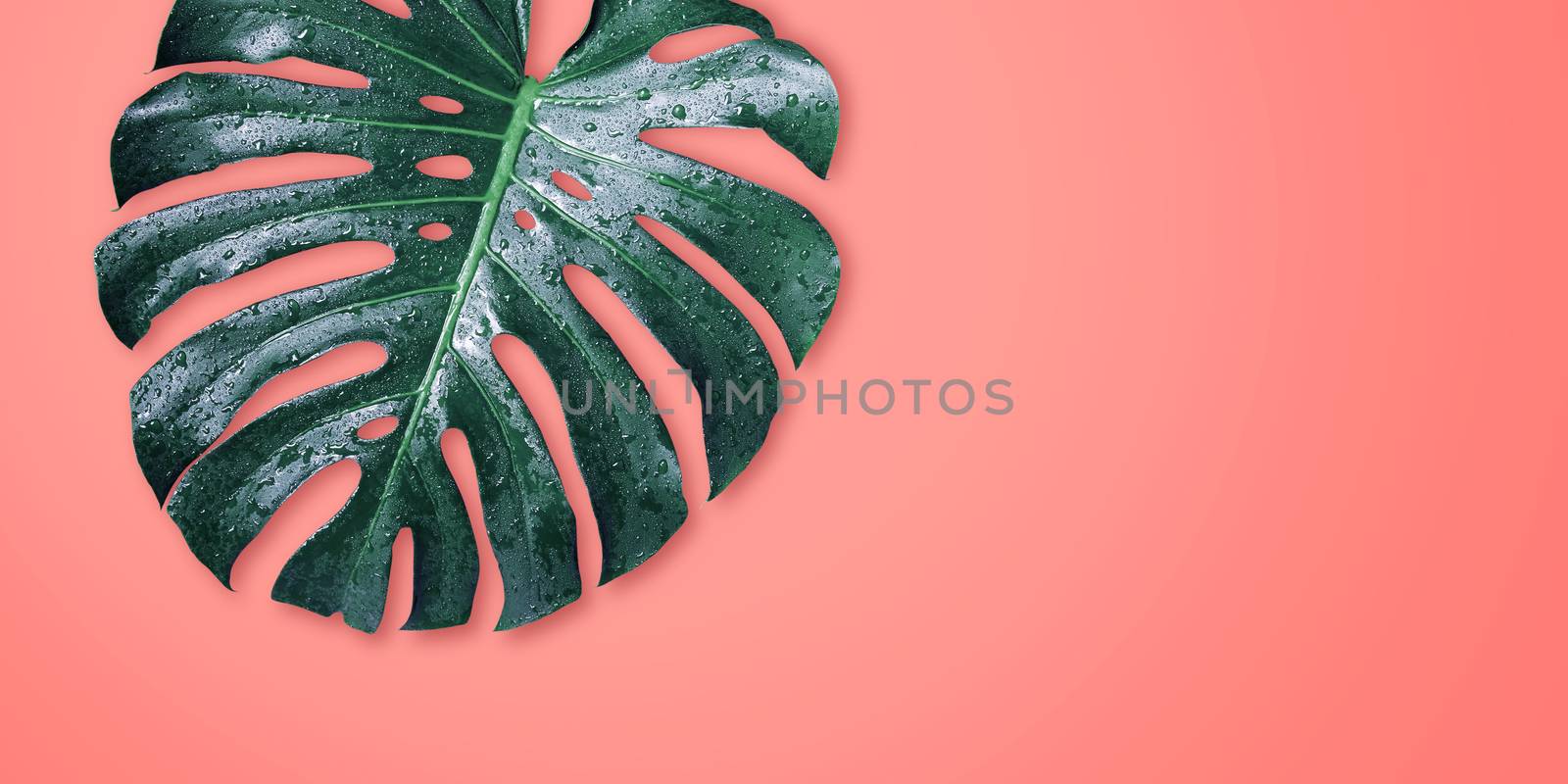 Monstera tropical leaves on coral color background minimal summe by Myimagine