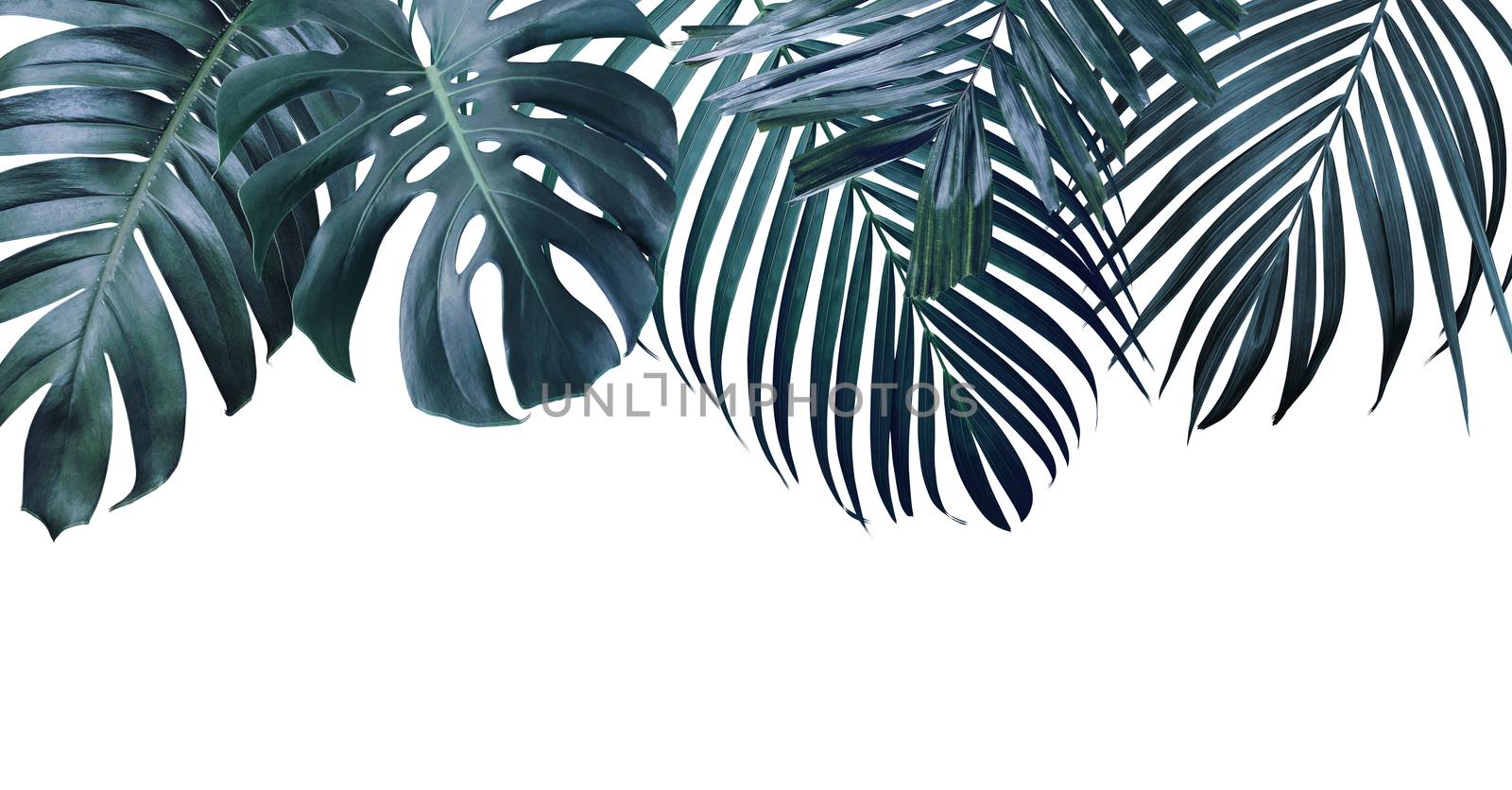 Summer tropical leaves on white background