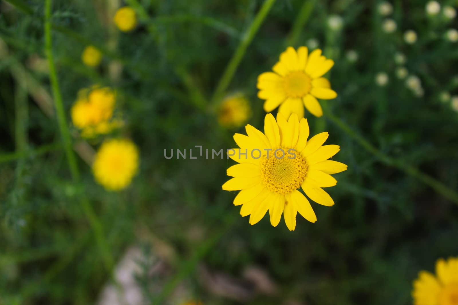 Yellow daisy in focus on the meadow. Beja, Portugal.