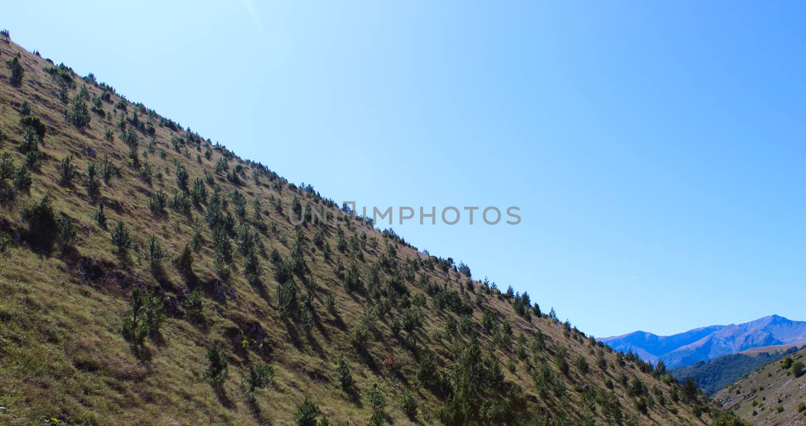 Coniferous trees on the hill, and in the distance there are mountains. On the way to the mountain Bjelasnica. by mahirrov