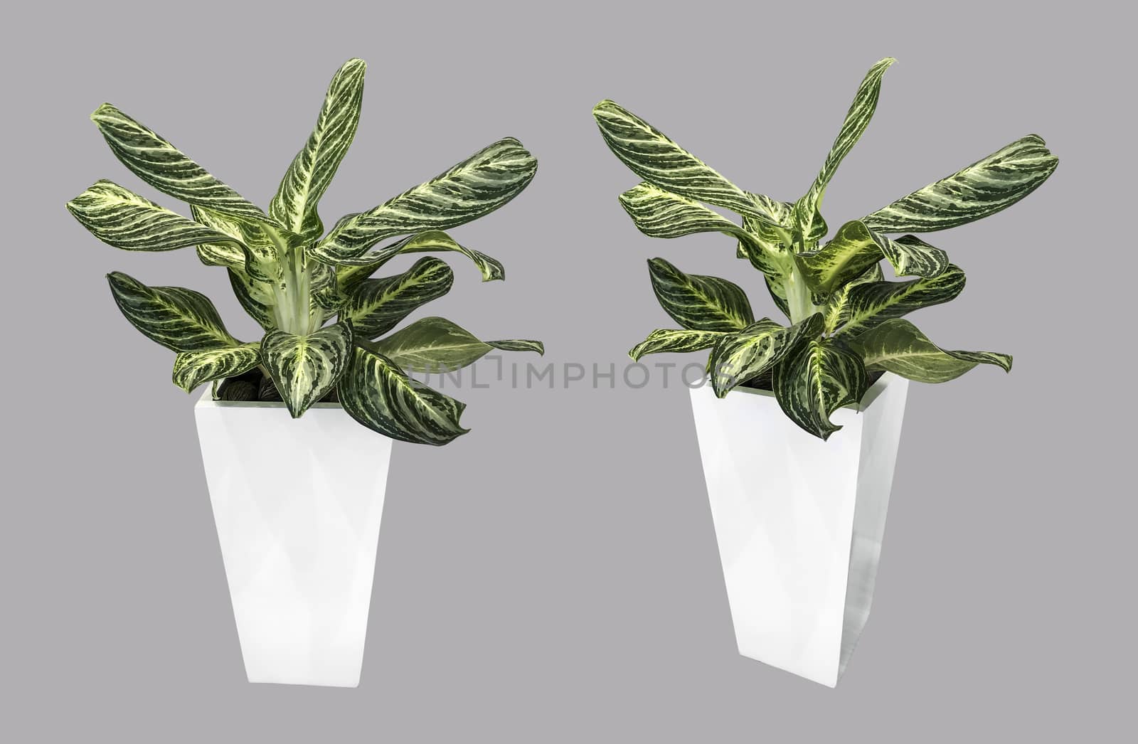 Dumb Cane tree in white pot isolated on gray background with clipping path