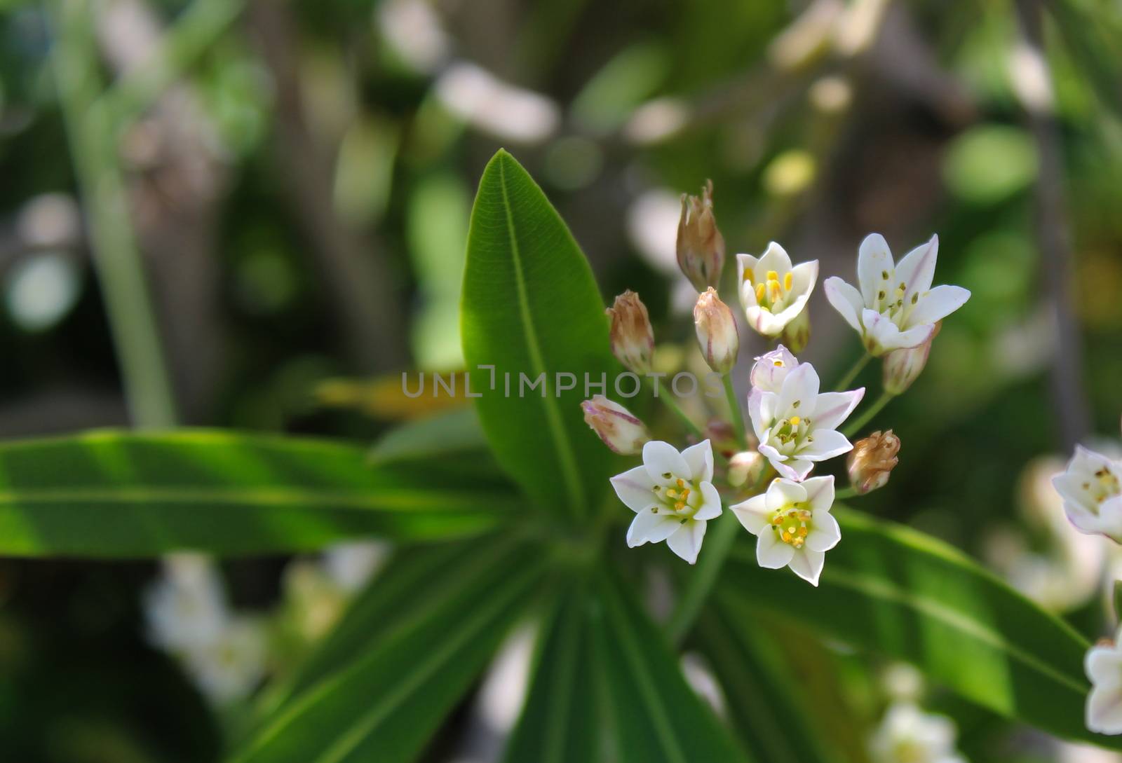 Jasmine or Arabian Jasmine in garden. A small twig of inflorescences of white flowers. Beja, Portugal.