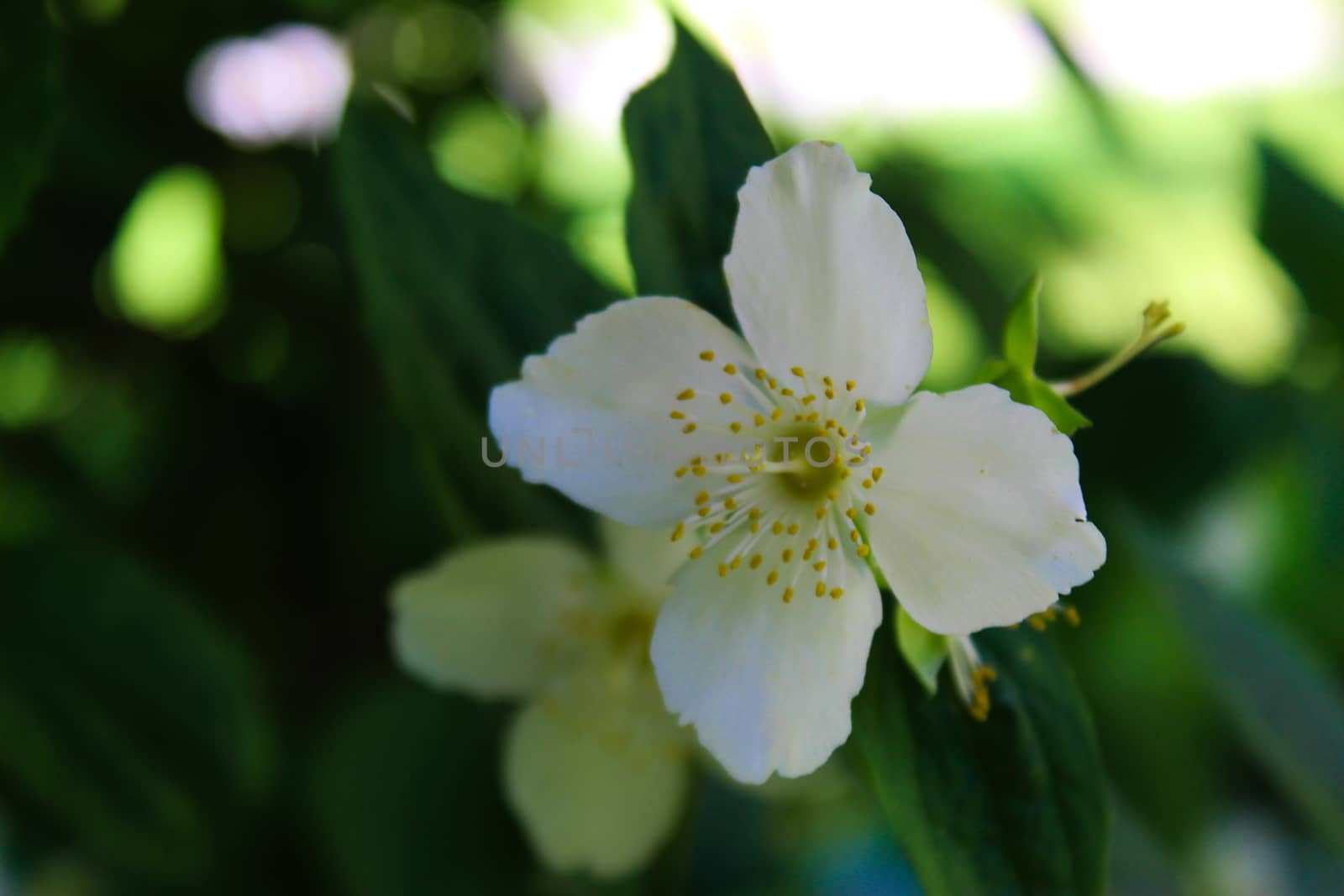 Fantastic composition of white flower colors and green background. Philadelphus coronarius, sweet mock-orange, English dogwood. by mahirrov