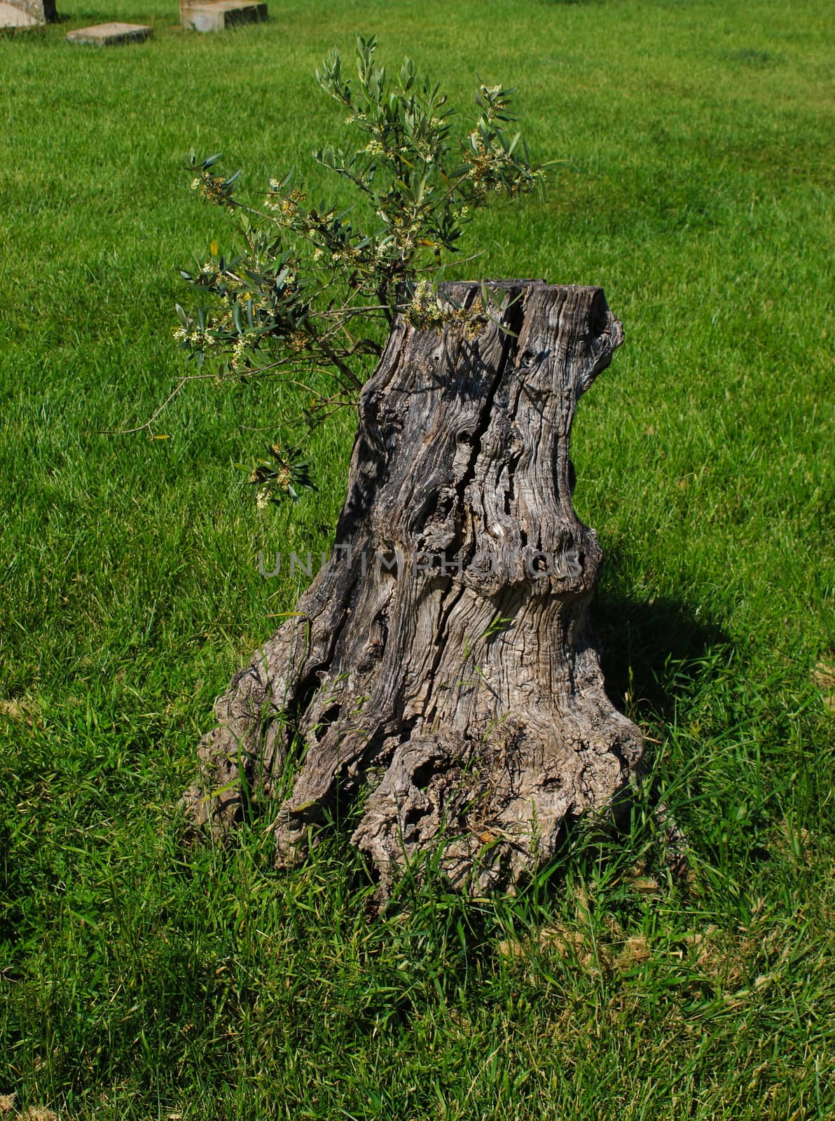 An olive tree stump in the park. A new branch began to grow from the stump, to renew the tree. by mahirrov
