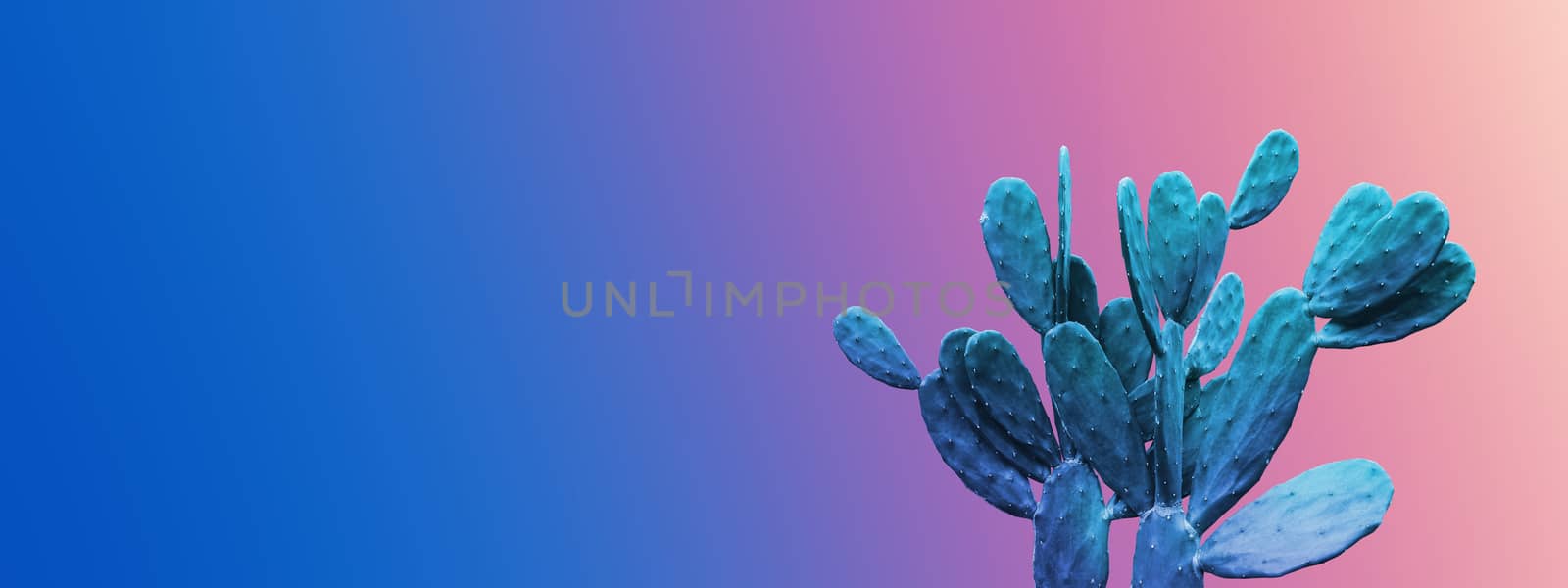 Minimal summer design of cactus on color gradient background with copy space