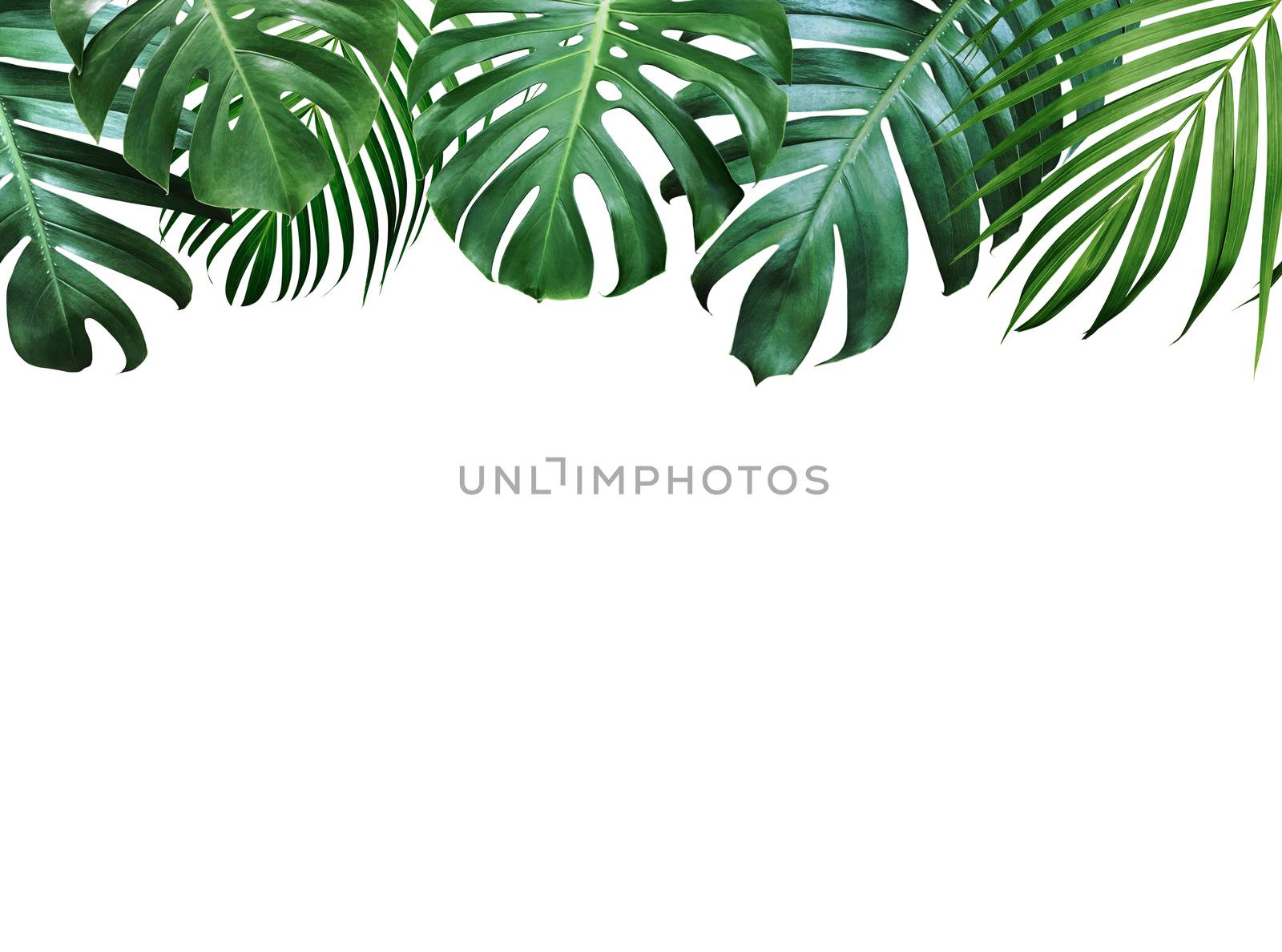 Summer tropical leaves on white background with copy space