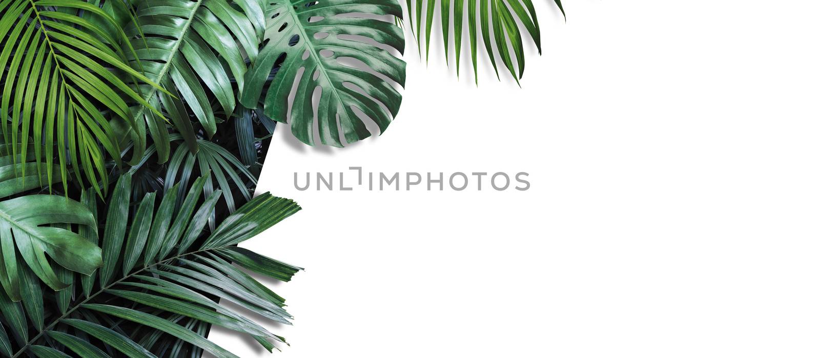 Tropical leaves banner on white background with copy space