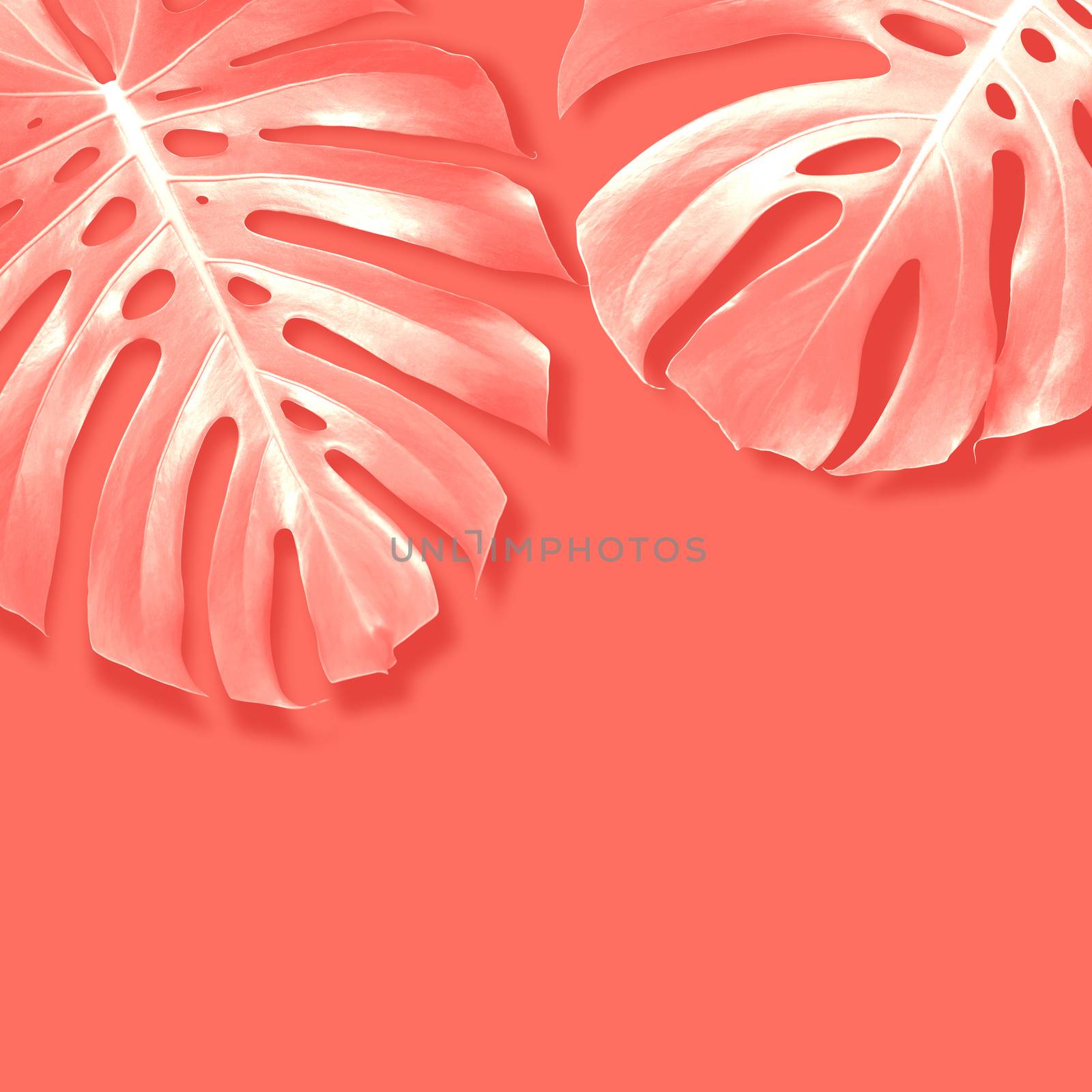 Monstera summer tropical leaves background by Myimagine