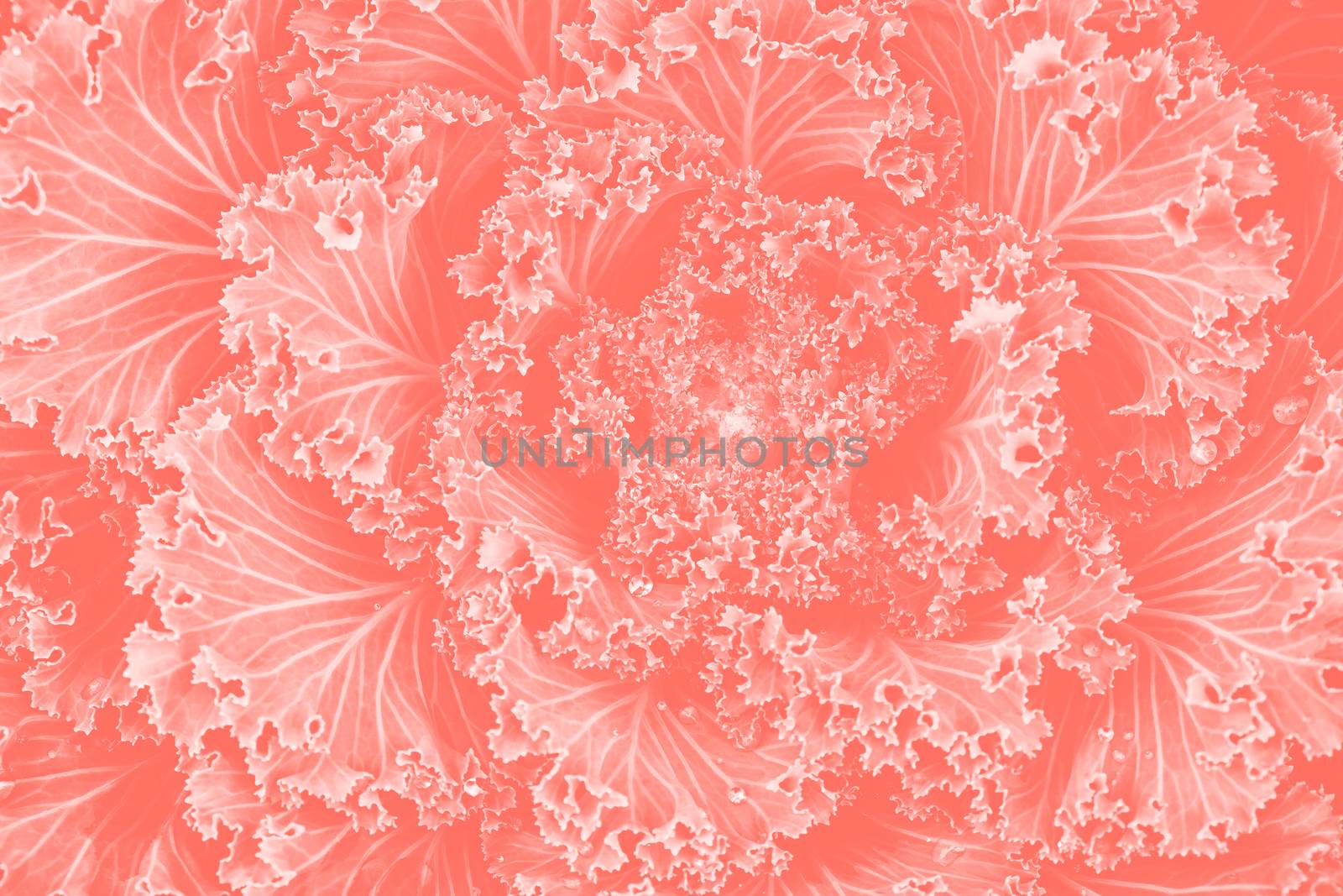 Macro living coral cabbage ornamental background Pantone color of the year 2019