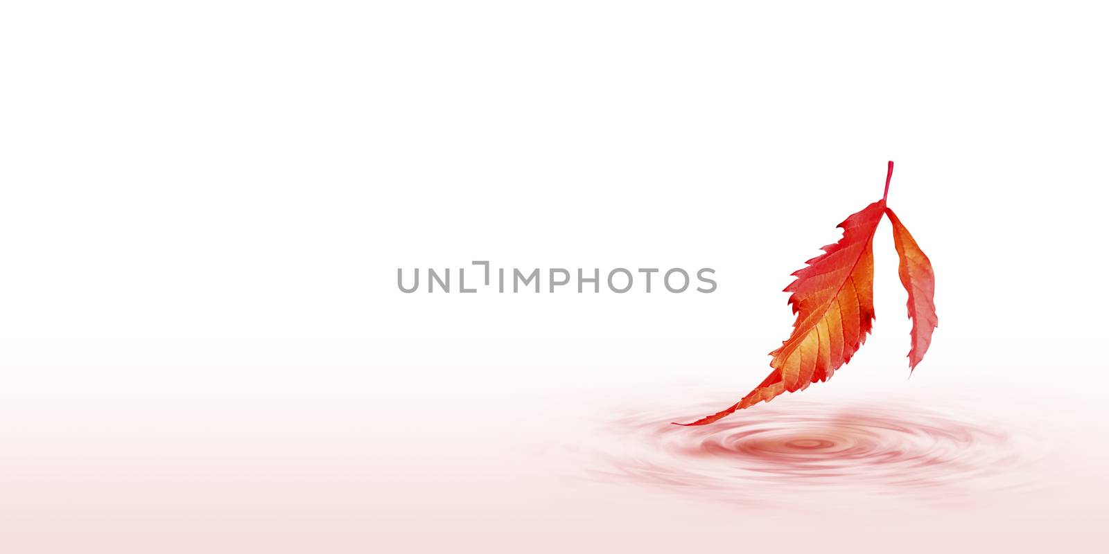 Autumn leaves on water wave design on white background with copy space minimal style