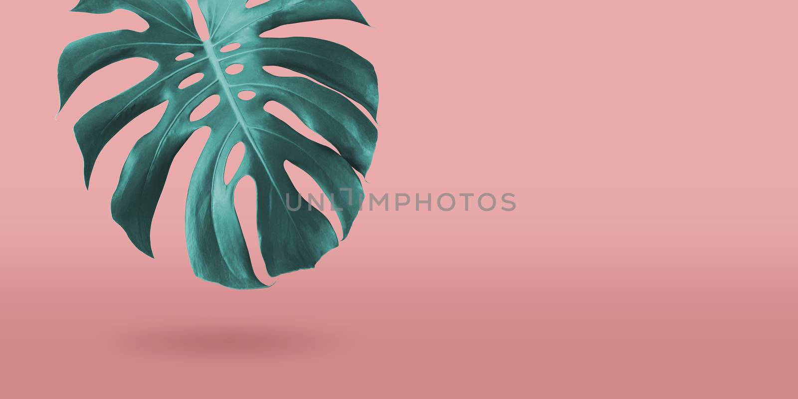 Tropical monstera leaf on coral color background minimal summer by Myimagine