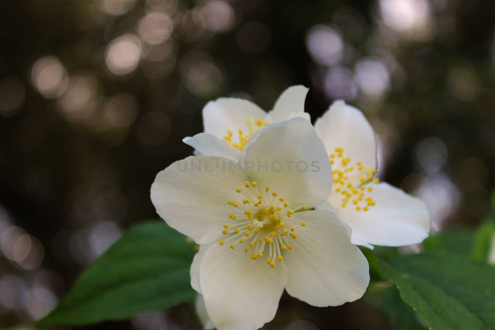 Bright white flowers of Philadelphus coronarius, sweet mock-orange, English dogwood. by mahirrov