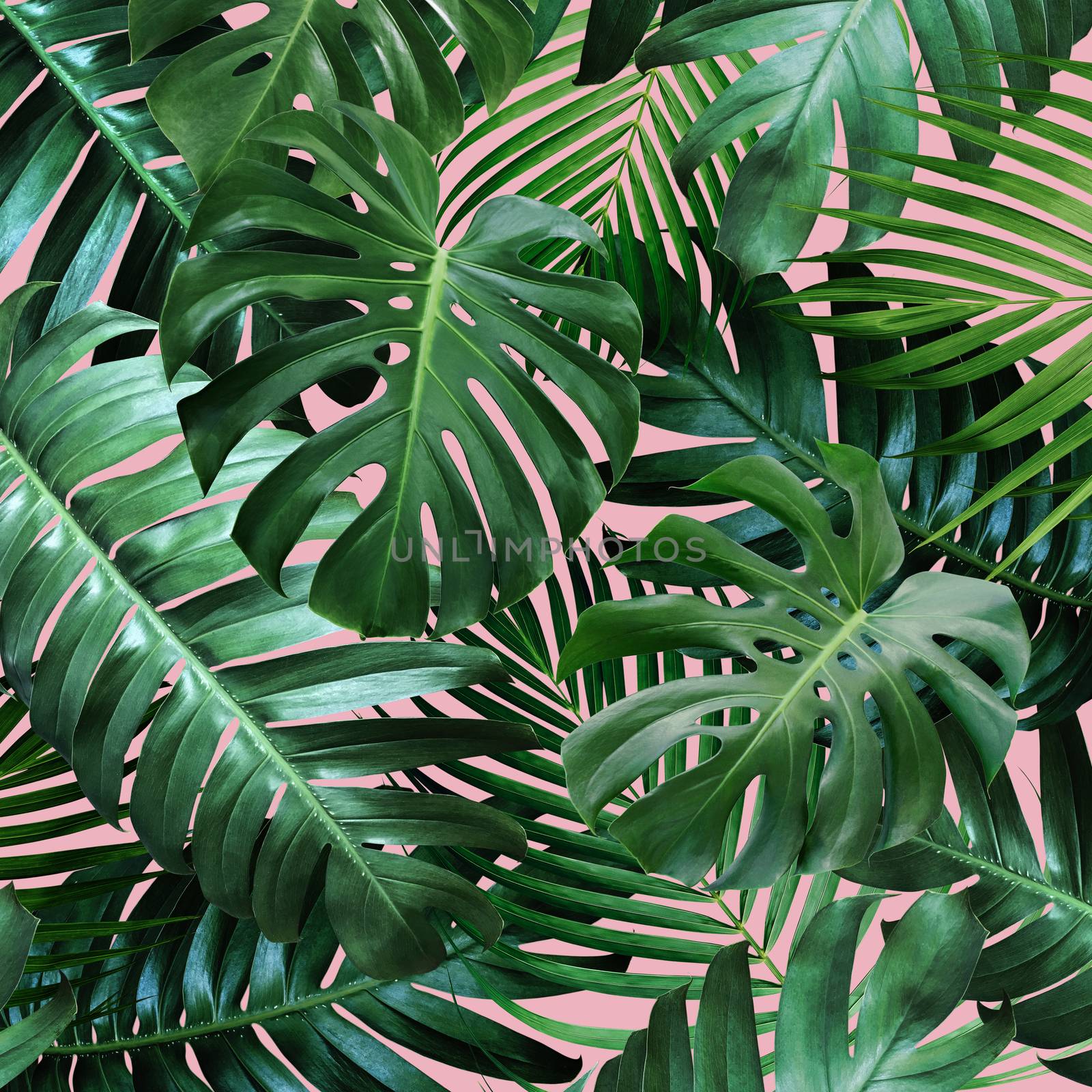Tropical leaves on pink background by Myimagine