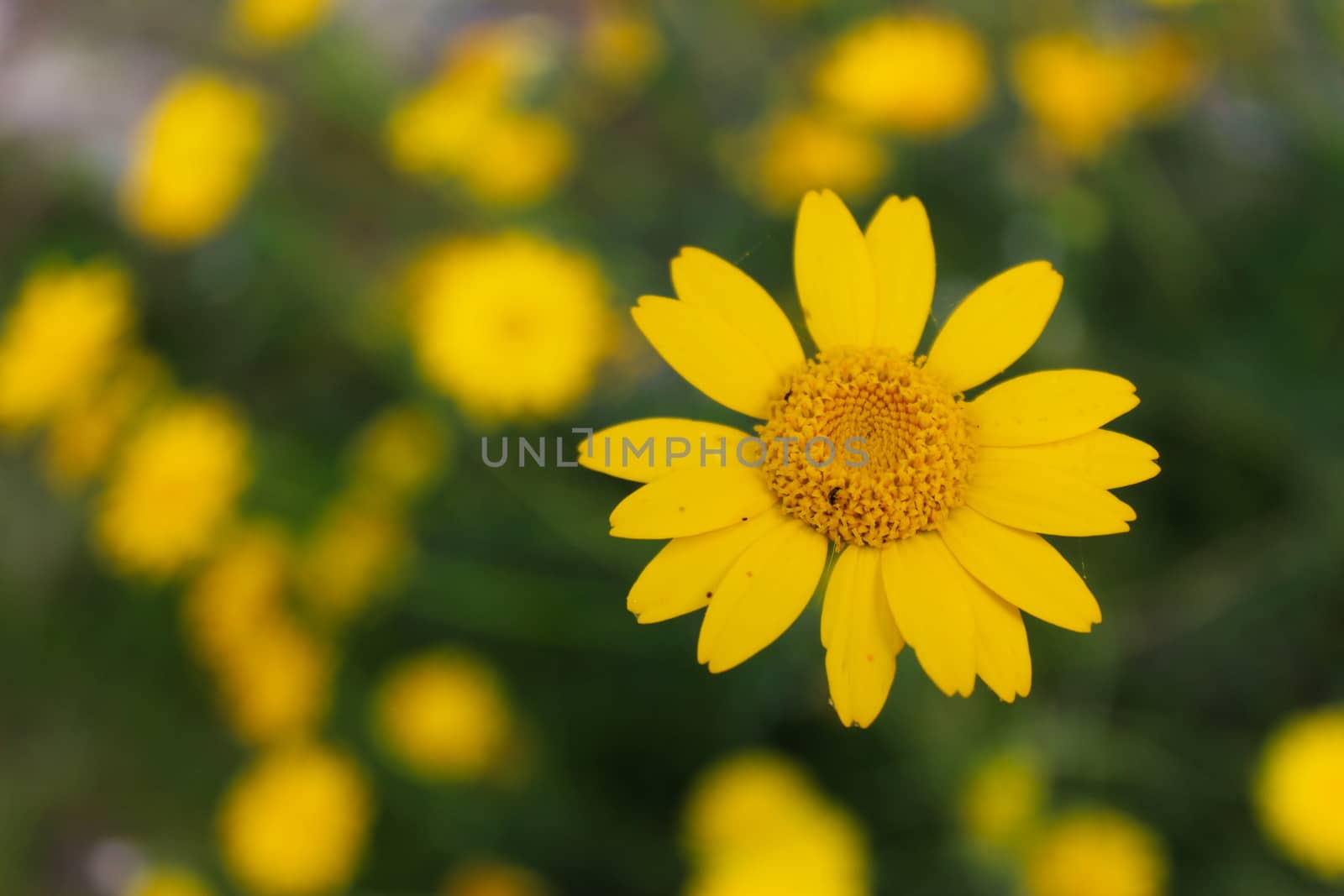 Yellow daisy in focus on green background with other yellow daisies. Beja, Portugal.