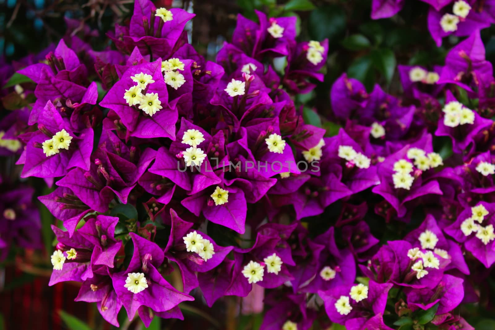 Bunch of purple and white flowers of Great bougainvillea, Bougainvillea spectabilis in Portugal. by mahirrov