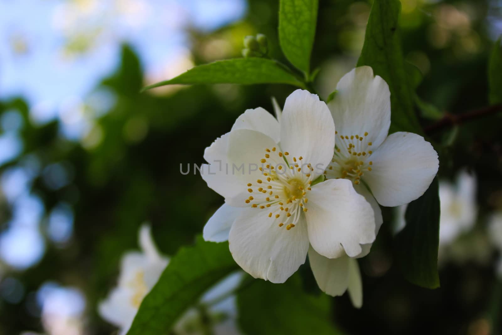 Amazing white flowers with four petals with a dark background. Philadelphus coronarius, sweet mock-orange, English dogwood. Beja, Portugal.