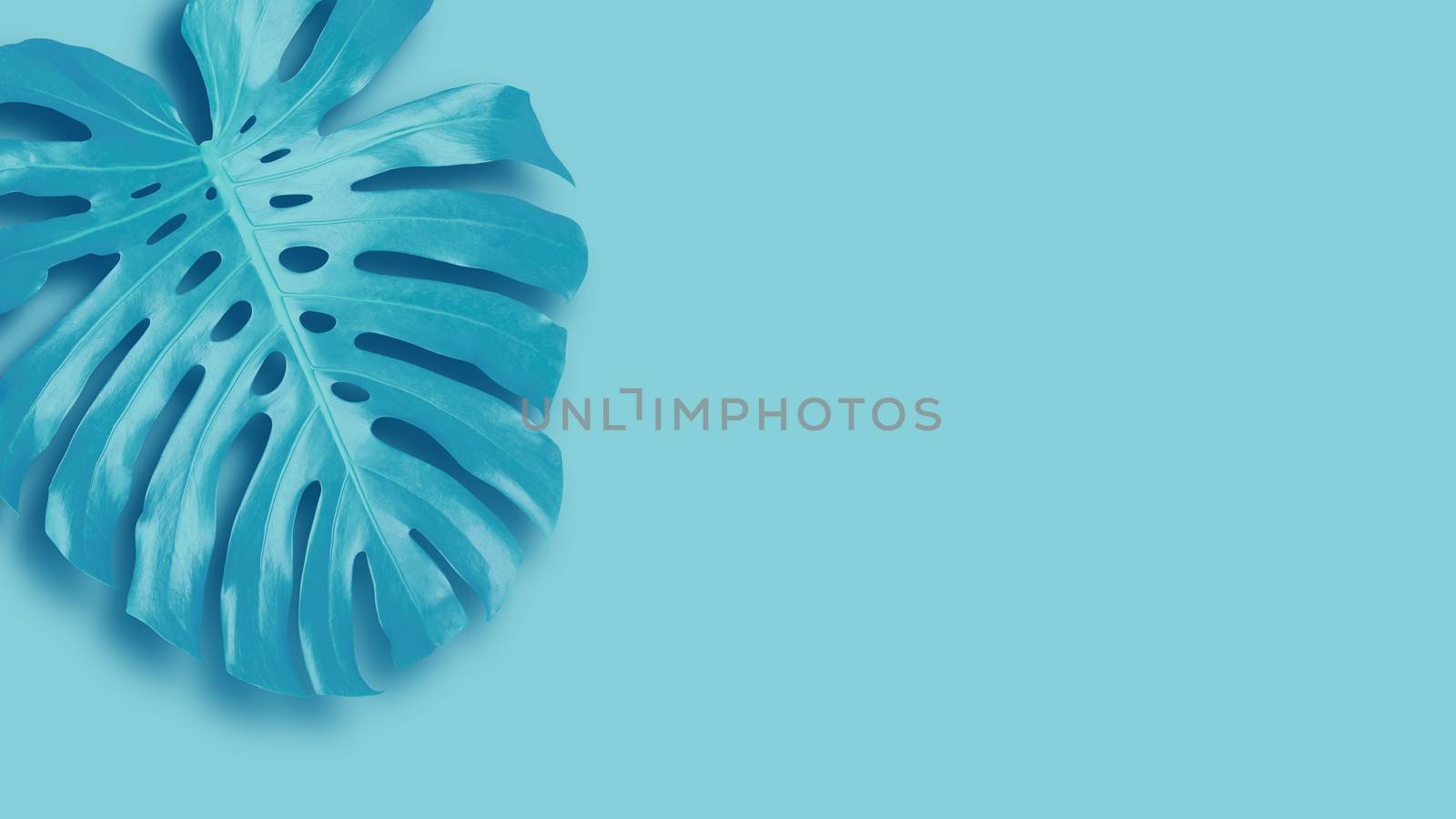Tropical leaves banner on blue background with copy space Minimal summer