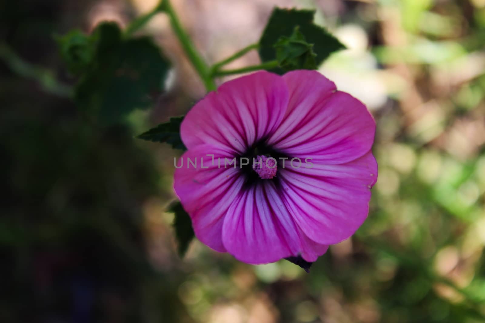 Beautiful pink wild geranium flower. Beja, Portugal.