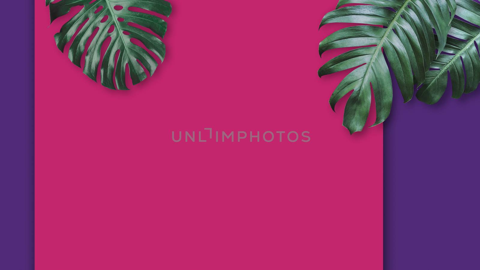 Tropical leaves  Monstera and Philodendron on color background minimal summer