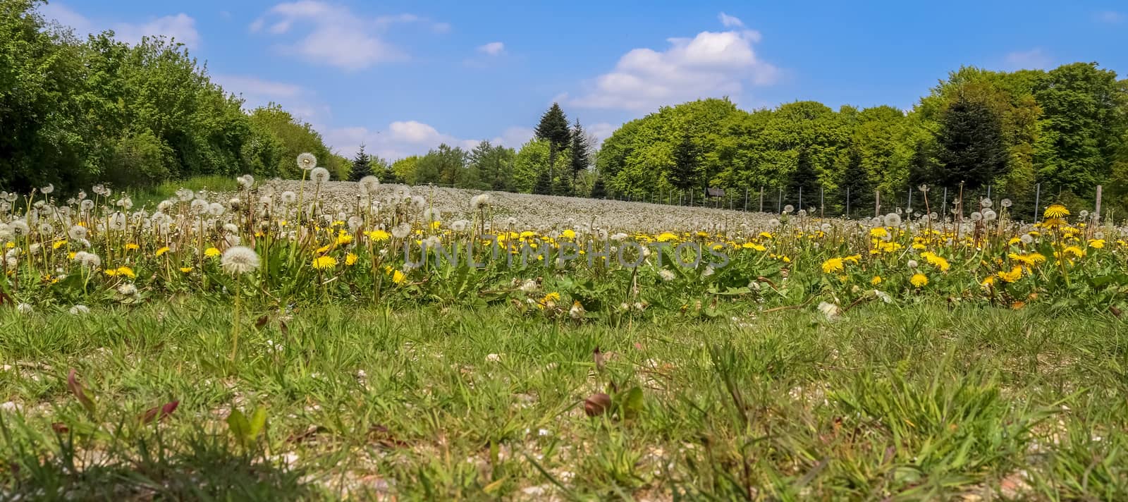 Close up view at a blowball flower found on a green meadow full  by MP_foto71