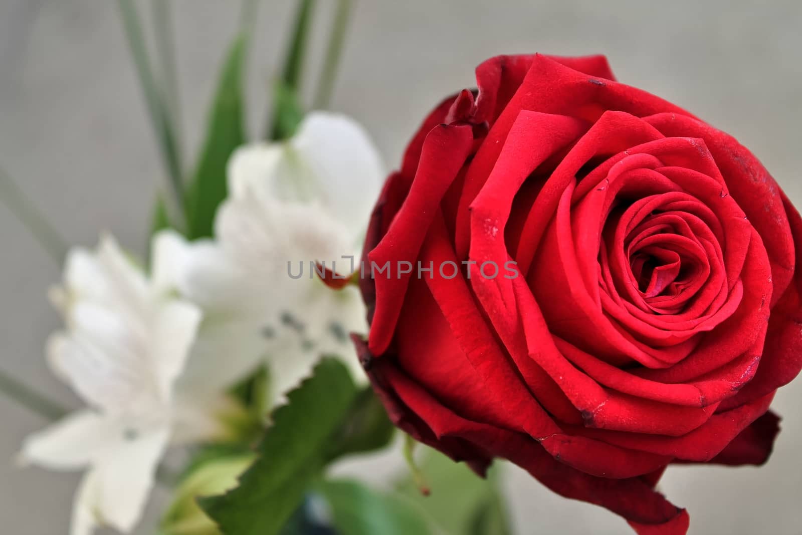 Top view of yellow and orange rose flower in a roses garden with a soft focus background.