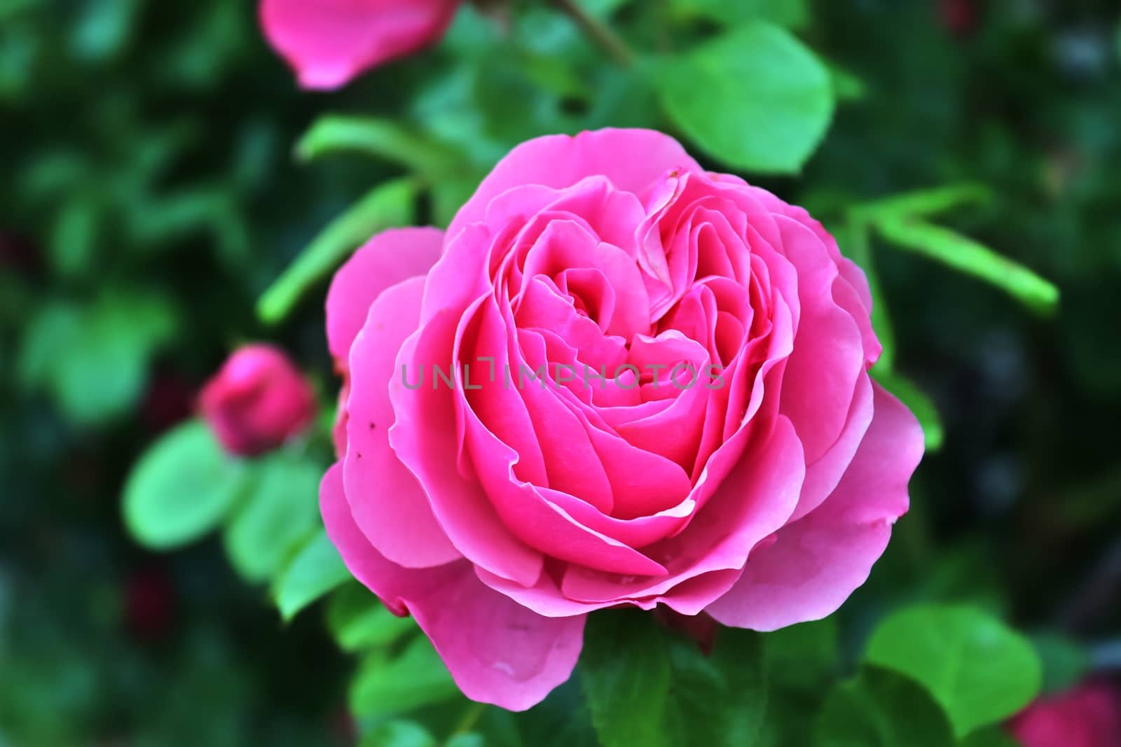 Top view of yellow and orange rose flower in a roses garden with a soft focus background.