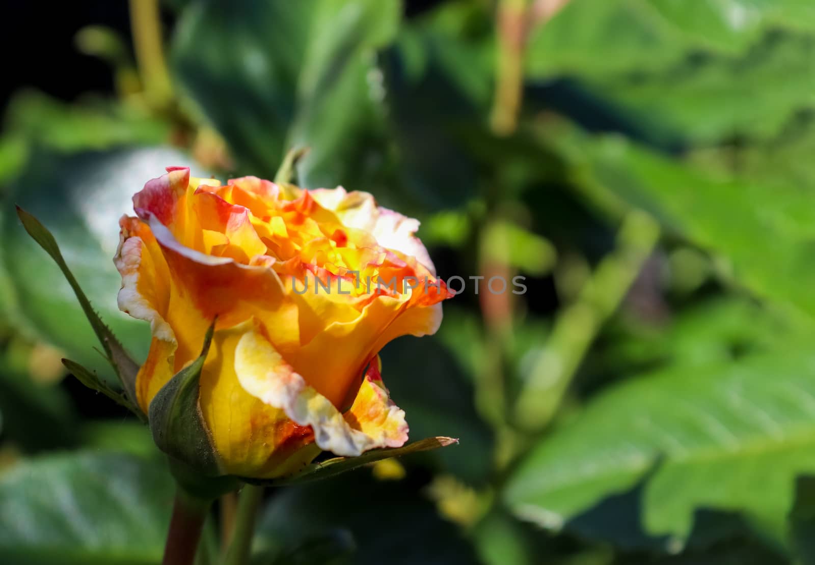 Top view of yellow and orange rose flower in a roses garden with a soft focus background.