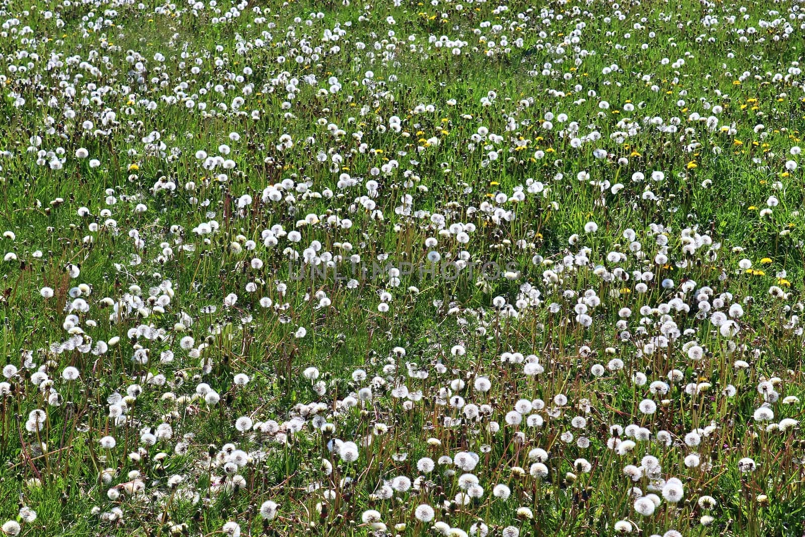 Close up view at a blowball flower found on a green meadow full of dandelions.