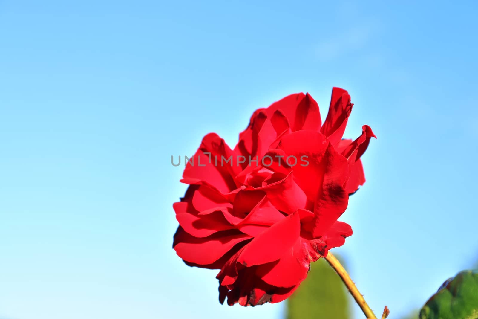 Top view of yellow and orange rose flower in a roses garden with a soft focus background.