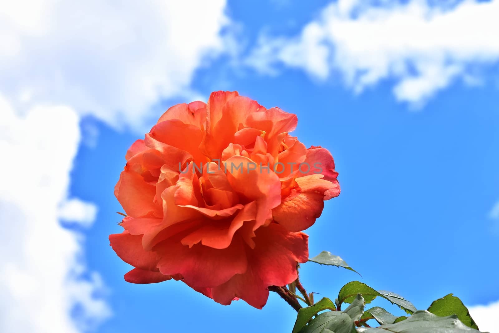 Top view of yellow and orange rose flower in a roses garden with by MP_foto71