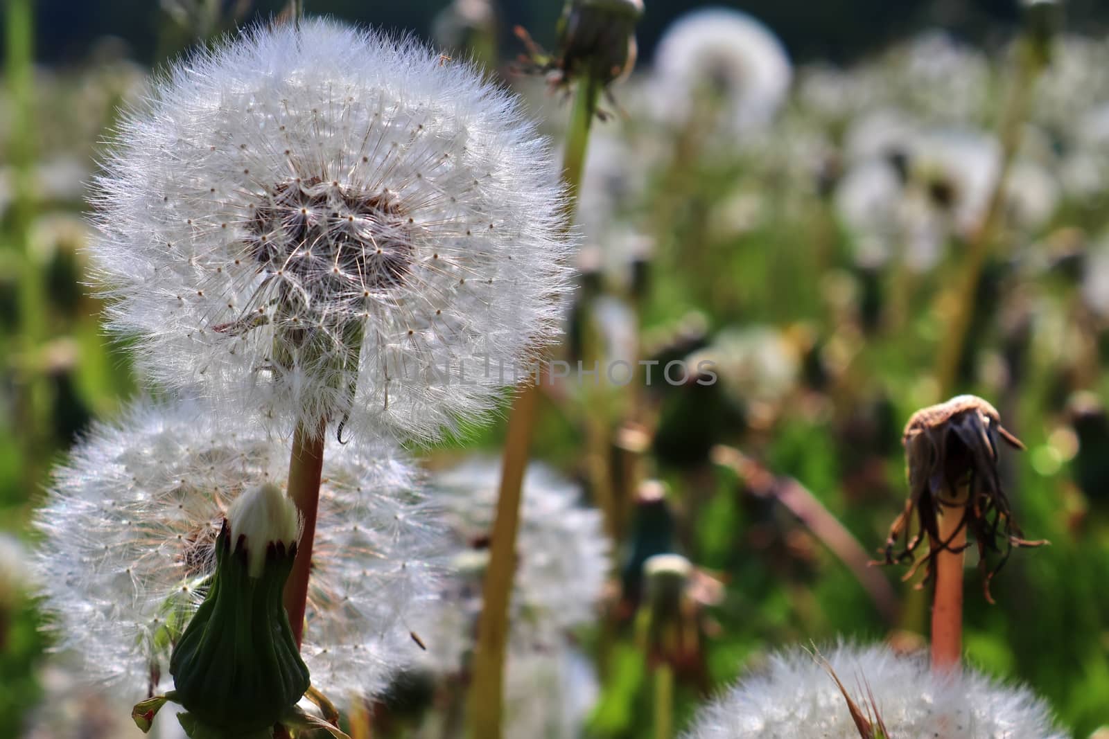 Close up view at a blowball flower found on a green meadow full  by MP_foto71