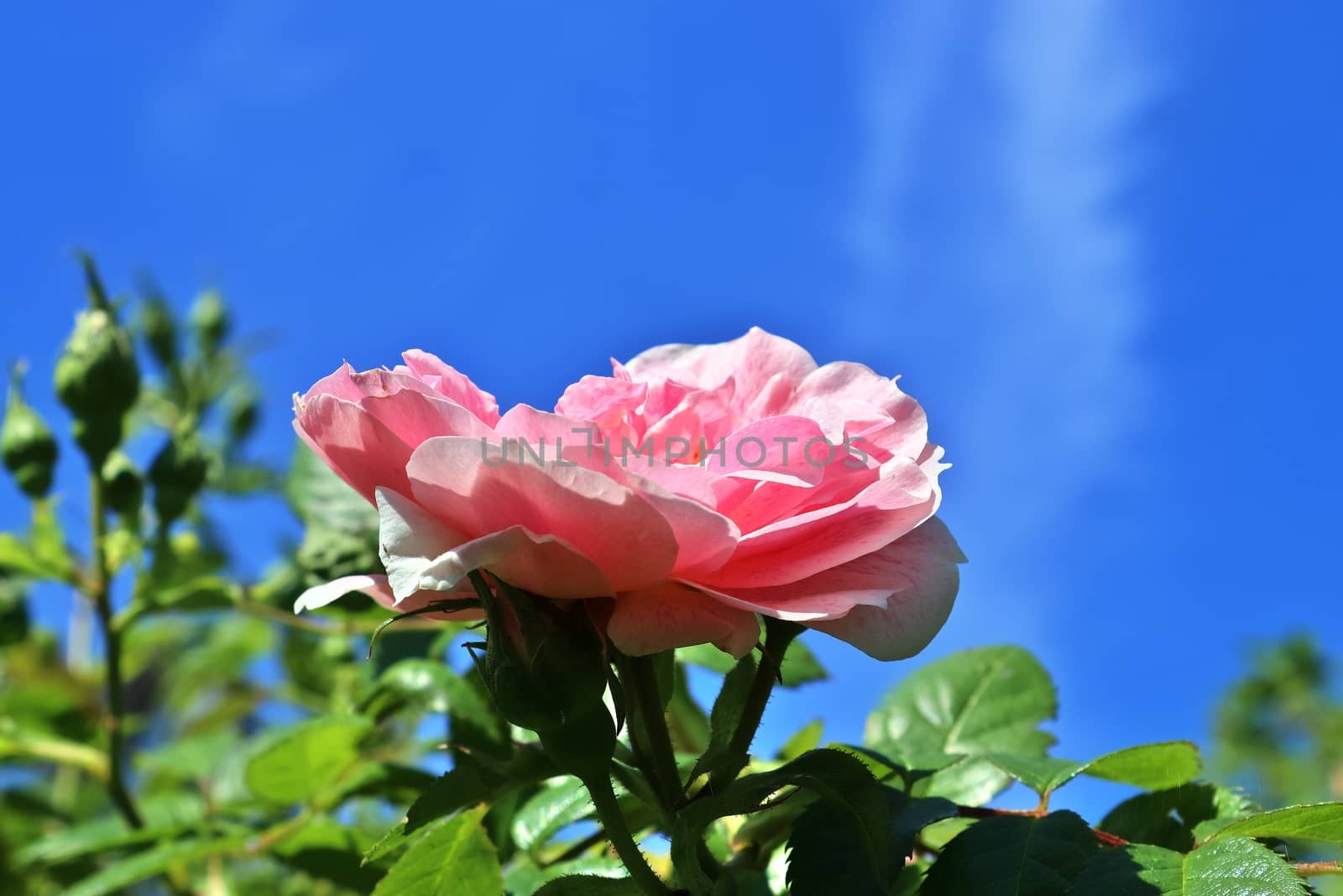 Top view of yellow and orange rose flower in a roses garden with a soft focus background.