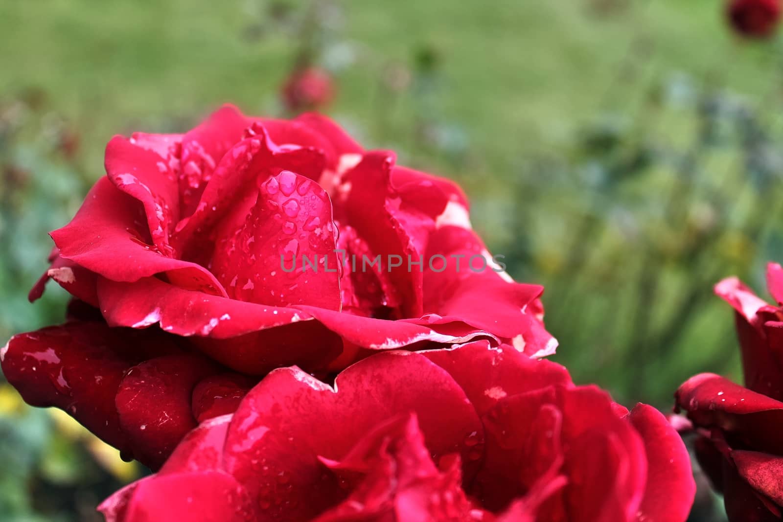 Top view of yellow and orange rose flower in a roses garden with a soft focus background.