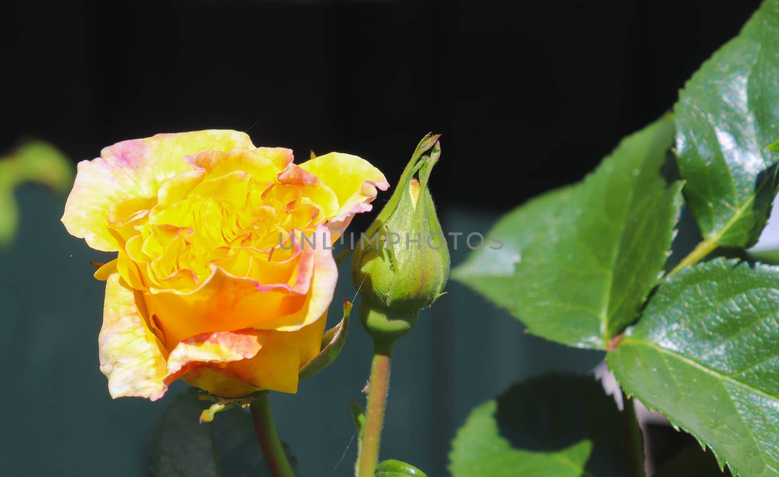 Top view of yellow and orange rose flower in a roses garden with a soft focus background.