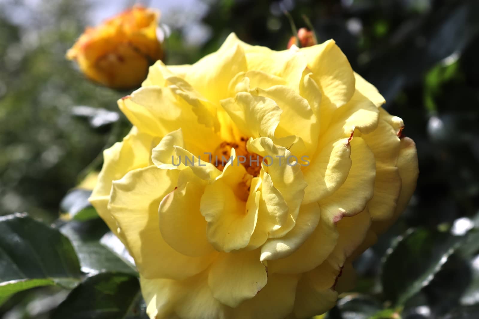 Top view of yellow and orange rose flower in a roses garden with a soft focus background.