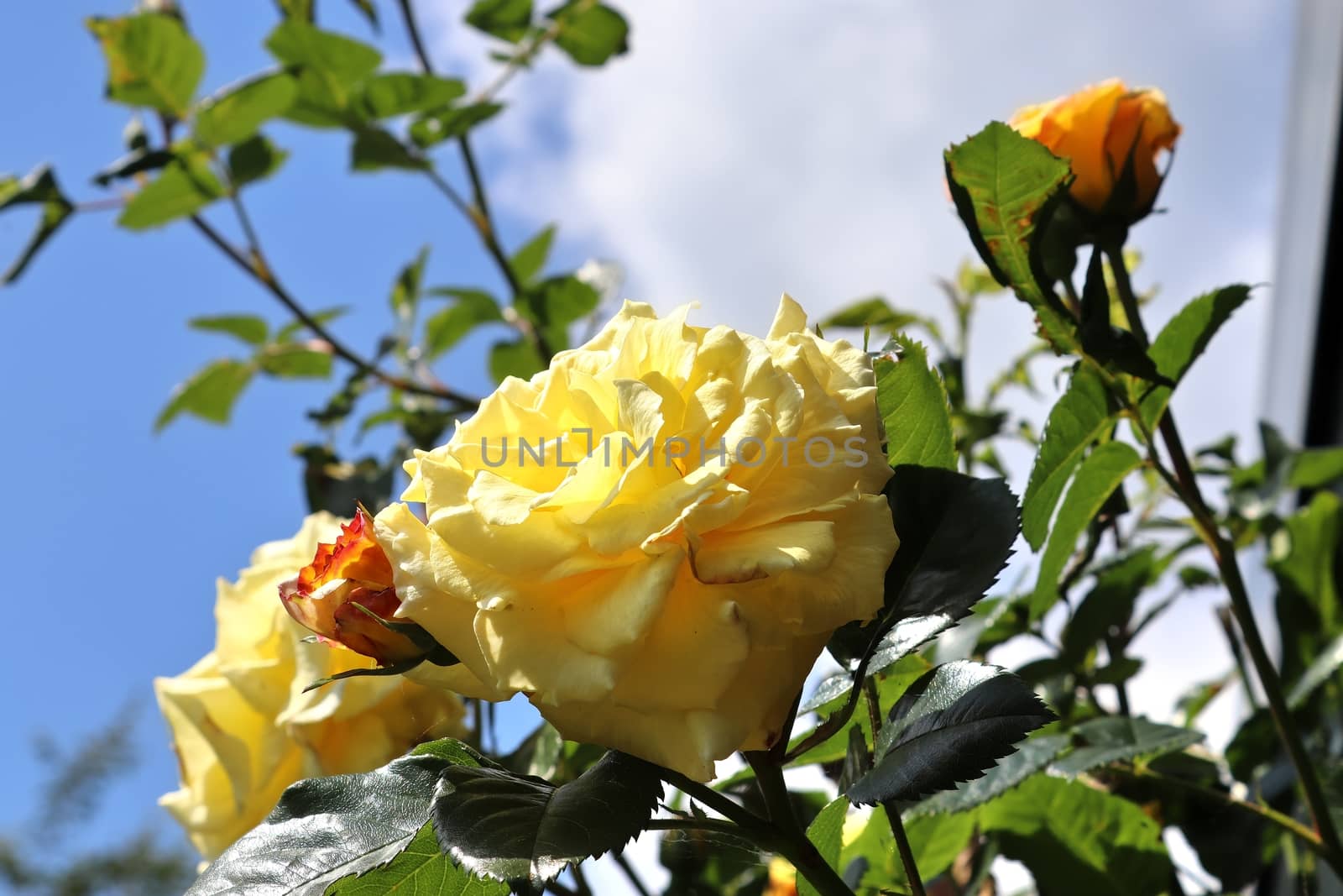 Top view of yellow and orange rose flower in a roses garden with a soft focus background.