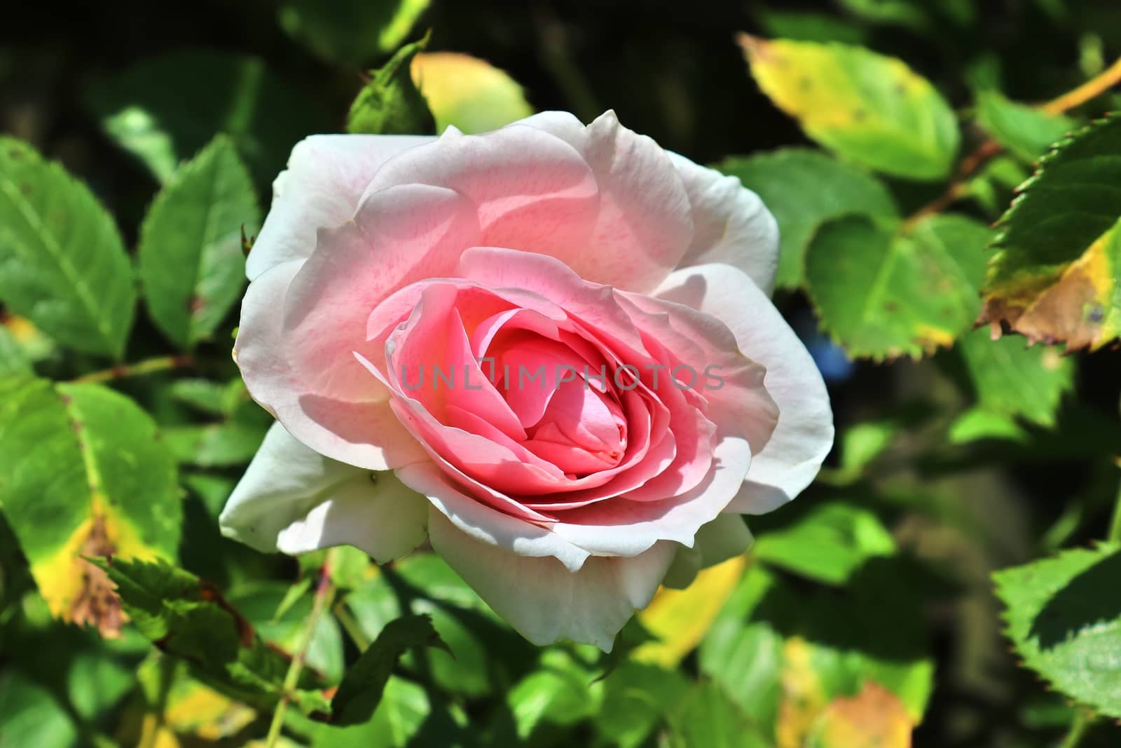 Top view of yellow and orange rose flower in a roses garden with a soft focus background.