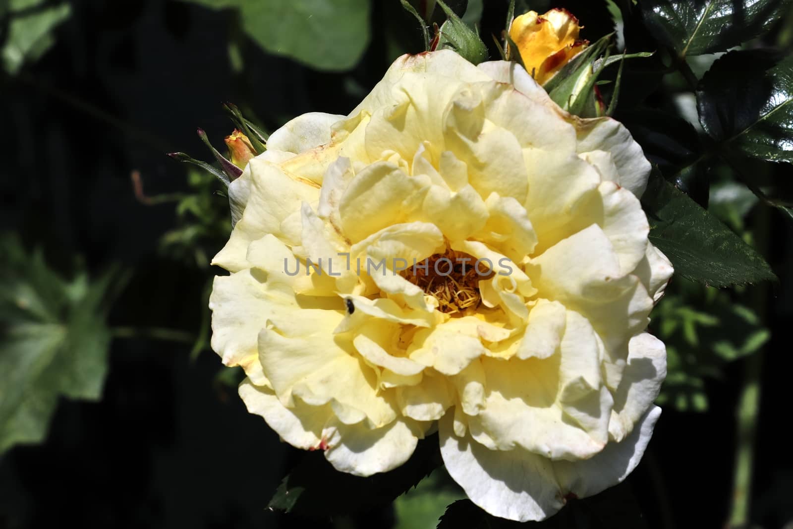 Top view of yellow and orange rose flower in a roses garden with by MP_foto71