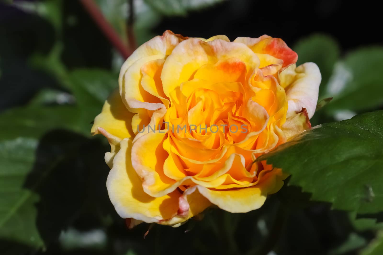 Top view of yellow and orange rose flower in a roses garden with by MP_foto71