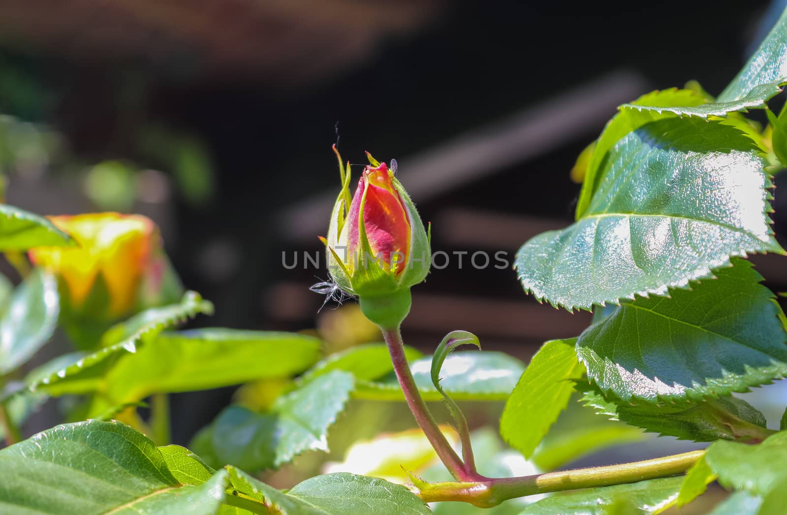 Top view of yellow and orange rose flower in a roses garden with a soft focus background.