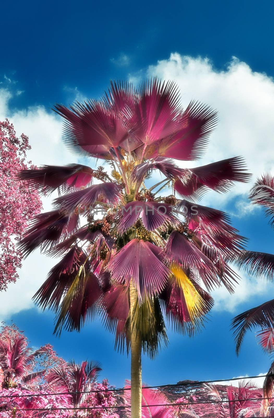 Magical fantasy infrared shots of palm trees on the Seychelles i by MP_foto71