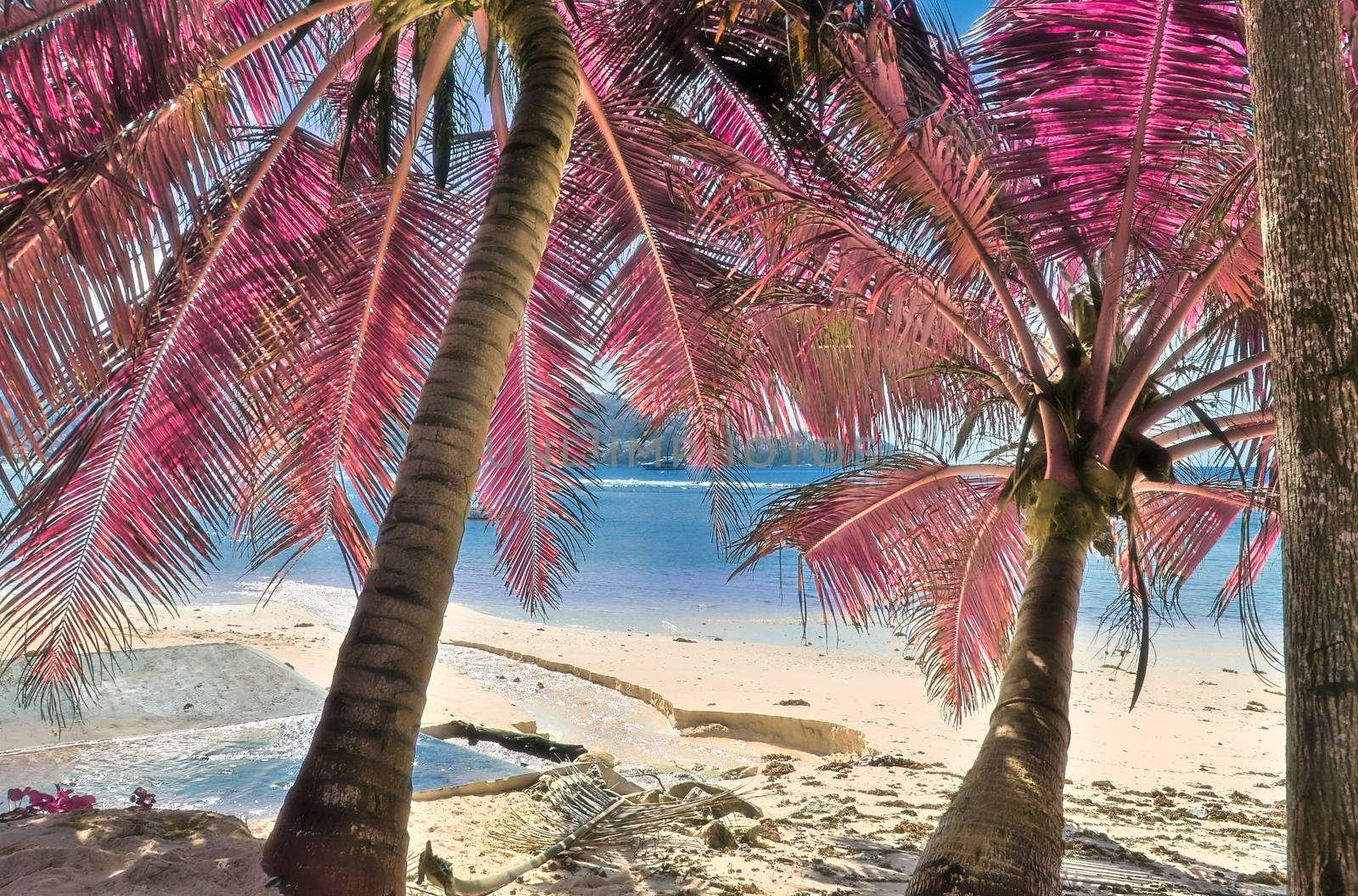 Magical fantasy infrared shots of palm trees on the Seychelles i by MP_foto71