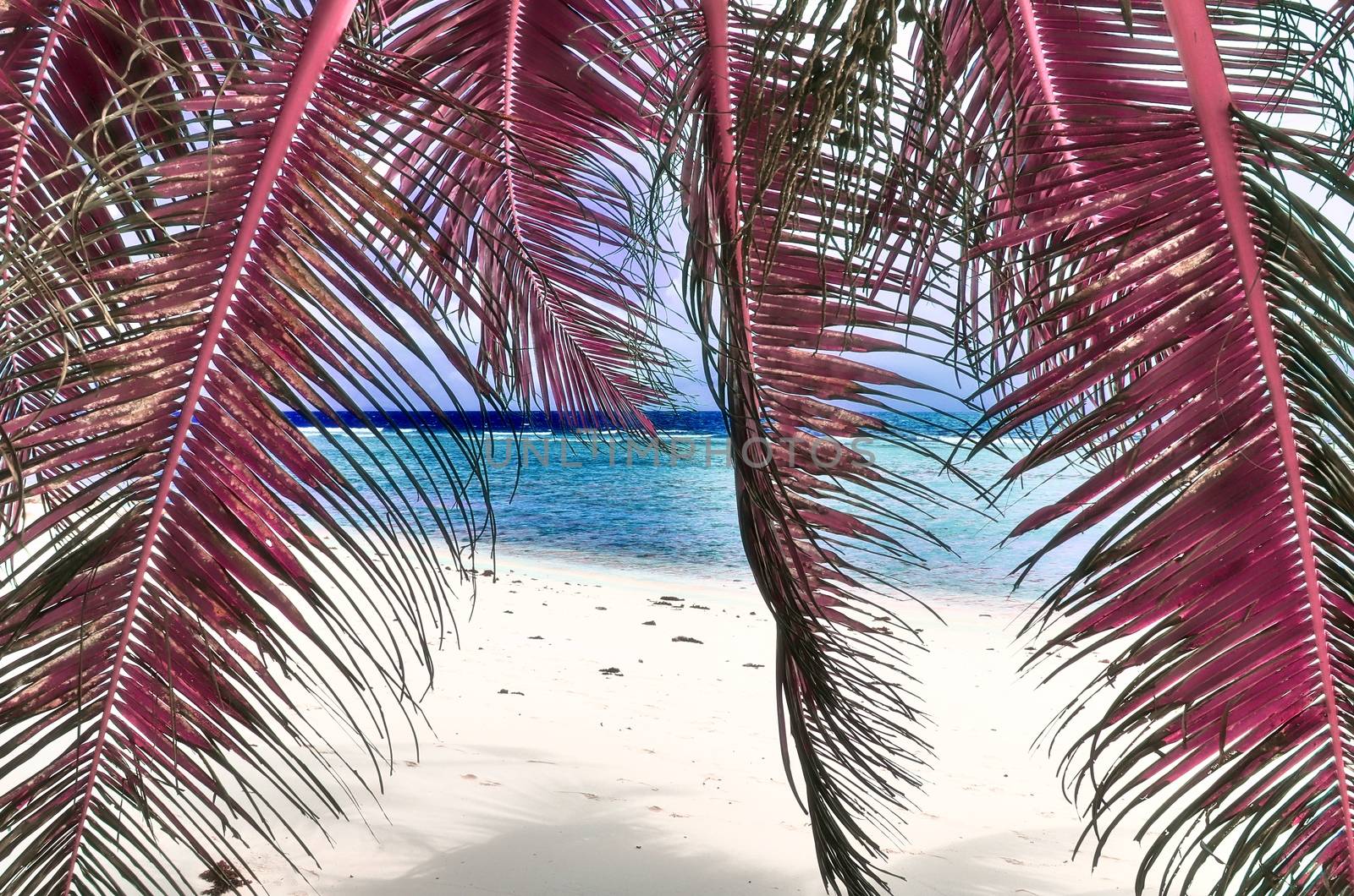 Magical fantasy infrared shots of palm trees on the Seychelles islands.